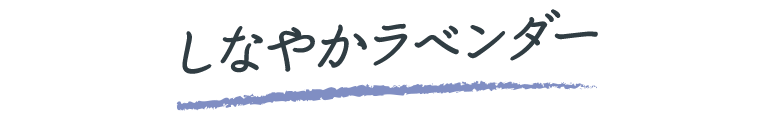 しなやかラベンダー